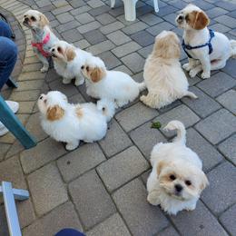 Shih Tzu Puppies from AKC Registered Purebred Shihtzus