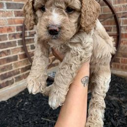 Aussiedoodle and Goldendoodle Puppies from Mackedoodles