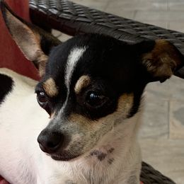 Ladybug - Chihuahua