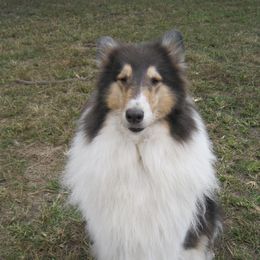 Sunny - Collie