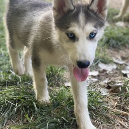 Siberian Husky Puppies from Agouti Run: Husky House