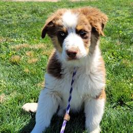 Snickers - Australian Shepherd puppy from Creekside Aussies