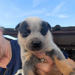 Girl 1 - Blue speckled female Australian Cattle Dog puppy in Choctaw, Oklahoma from Karen Elliott