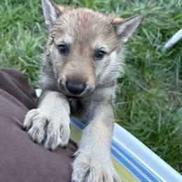 Girl 2 - Silver gray female Czechoslovakian Vlcak puppy in Boon, Michigan from Mikai's Pack