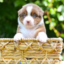 Teal Boy - Red tri-color male Australian Shepherd puppy in North Mankato, Minnesota from CherryCove Aussies