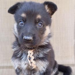 White Girl - Black and tan female German Shepherd puppy in La Pine, Oregon from Granville/Diamond Peak German Shepherds