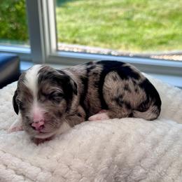 Savage - Blue merle male Aussiedoodle puppy in Decatur, Illinois from Signature Doodles
