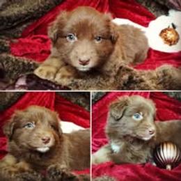 Australian Shepherd Puppies from AussieLand Shepherds