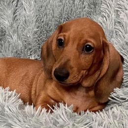 Dachshunds and French Bulldogs from ByDezyne