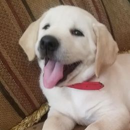Labrador Retrievers from Clifton's Cove