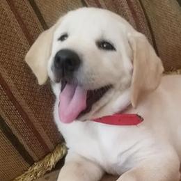Labrador Retrievers from Clifton's Cove