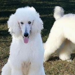 Cocker Spaniels and Poodles from Stanfield Farms