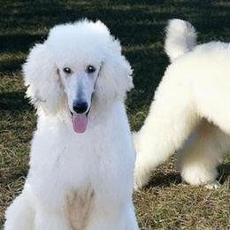 Cocker Spaniels and Poodles from Stanfield Farms