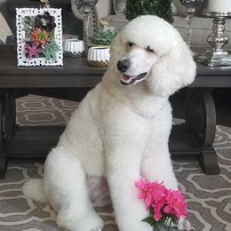 Bella - Poodle