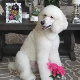 Bella - Poodle