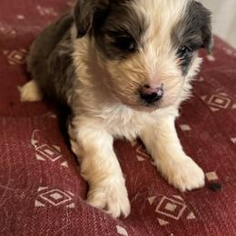 Girl 1 - Blue merle female Aussiedoodle puppy in Patterson, Louisiana from Southern Charm Farms