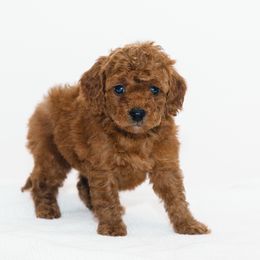 Abs Saja - Red  male Goldendoodle puppy in Slc, Utah from Timp Doodles