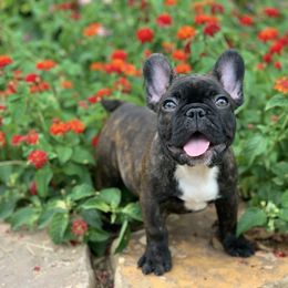 French Bulldog Puppies from Country Bumpkins Frenchies