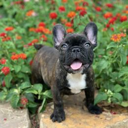 French Bulldog Puppies from Country Bumpkins Frenchies