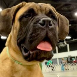 Bullmastiffs from Silverback Bullmastiffs