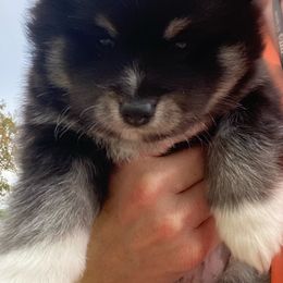 Pomsky Puppies from My Half Pint Pups