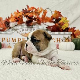 Apple - Red female Boston Terrier puppy in Mulberry, Arkansas from White Valley Boston Terriers