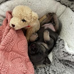 Ella - Blue female French Bulldog puppy in Zephyrhills, Florida from Love & Frenchies