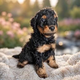 Bear - Black male Goldendoodle puppy in Englewood, Ohio from The Golden Aussie Co.
