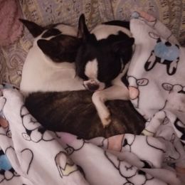 Boston Terrier Puppies from Blue Ridge Boston Terriers