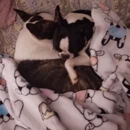 Boston Terrier Puppies from Blue Ridge Boston Terriers