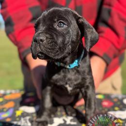 Calpurnia (Teal Collar) - Black female Cane Corso puppy in Stilwell, Oklahoma from Killing Joke Kennels