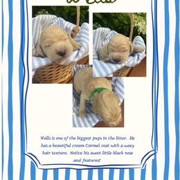 Wells- Green - Apricot male Goldendoodle puppy in Carlton, Minnesota from Lakeside Doodles MN