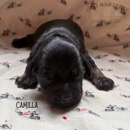 Camilla - Black female Schnoodle puppy in Sedalia, Missouri from Farmer Brown's Puppies