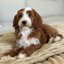Kiss - Red  female Goldendoodle puppy in Yuciapa, California from AlltheDoodlez_