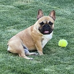 Coco - French Bulldog