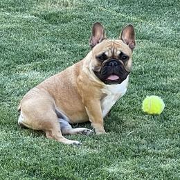 Coco - French Bulldog