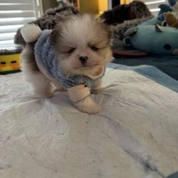 Theodore - Cream parti male Pomeranian puppy in North Port, Florida from POMRITA POM’S