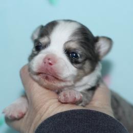 Splash 3,300 - Merle male Chihuahua puppy in Cache, Oklahoma from Charming Lil Chihuahuas