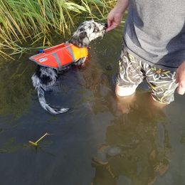 Companion Cross Puppies from Mandala Dogs