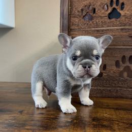 Cornbread - Blue male French Bulldog puppy in Las Vegas, Nevada from Haus of Sin City Hunz