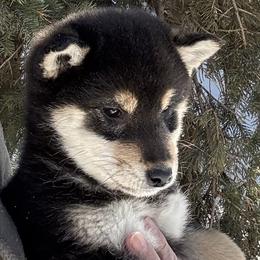 Mikki - Black and tan female Shiba Inu puppy in Winthrop, Minnesota from Kayobi Shibas