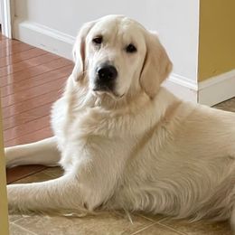 Lula - Golden Retriever