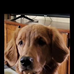 Golden Retriever puppies from Mount Hood Golden Retrievers