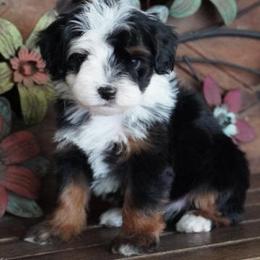 Girl 2 - Black tri-color female Aussiedoodle puppy in Lawton, Oklahoma from Lindsey’s Aussies