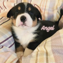 Angel - Black and tan female Pembroke Welsh Corgi puppy in Louisburg, North Carolina from Lucky Penny Corgis