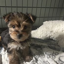 Skip - Black and tan male Morkie puppy in Coats, North Carolina from Angie's Puppies