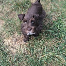 Aussiedoodle and Miniature Schnauzer Puppies from Cedar Creek Ranch