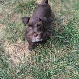 Aussiedoodle and Miniature Schnauzer Puppies from Cedar Creek Ranch