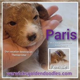 Goldendoodle Puppies from Stacy Warwick