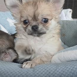 Lola 5500 - Red and white female Chihuahua puppy in Miami, Florida from Natalias Tiny Chihuahuas